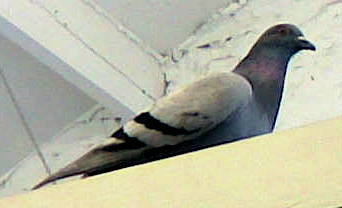 daft Pigeon