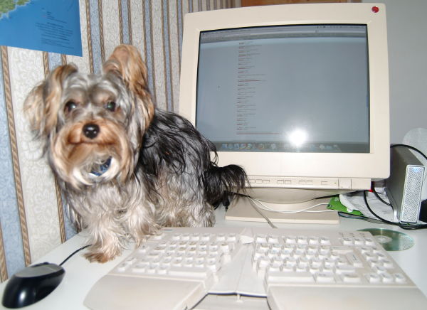 Pippin on my computer desk